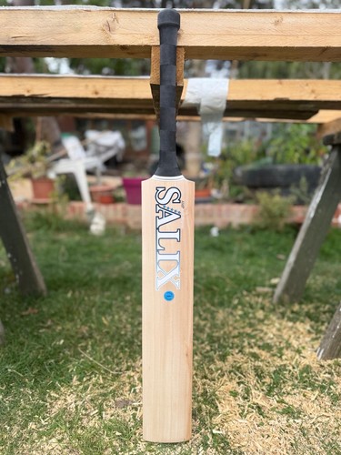 Salix amp white english willow - amp,
